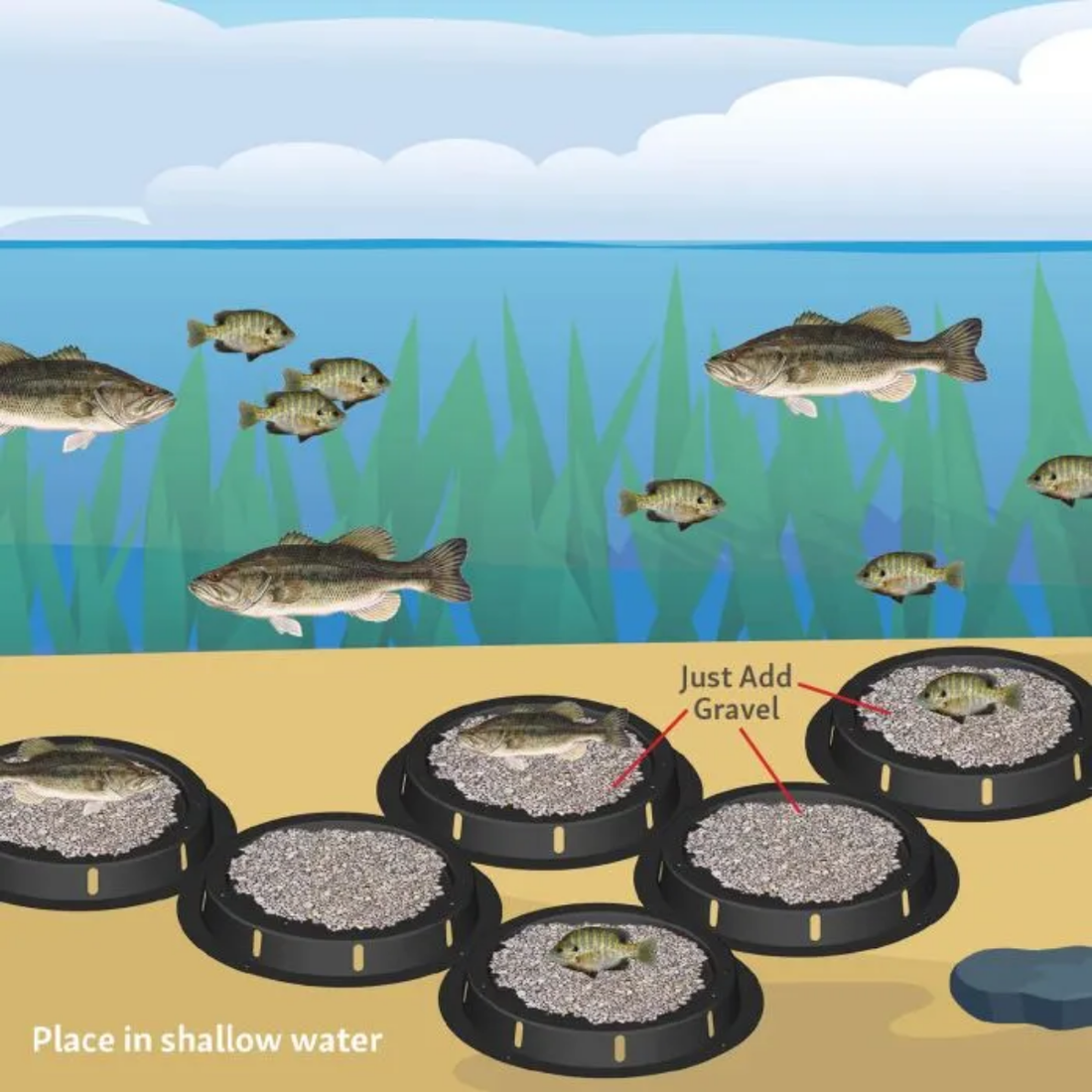 Texas Hunter Spawning Colony The Lake Doctors Texas Hunter Spawning Colony The Lake Doctors